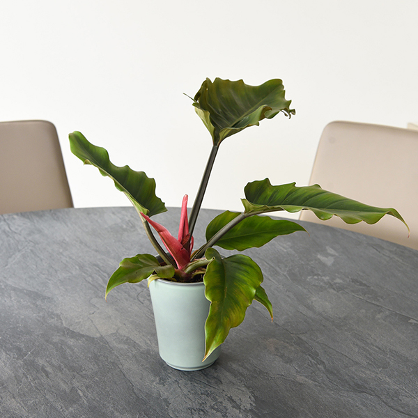 Philodendron 'Caramel' at Dobies