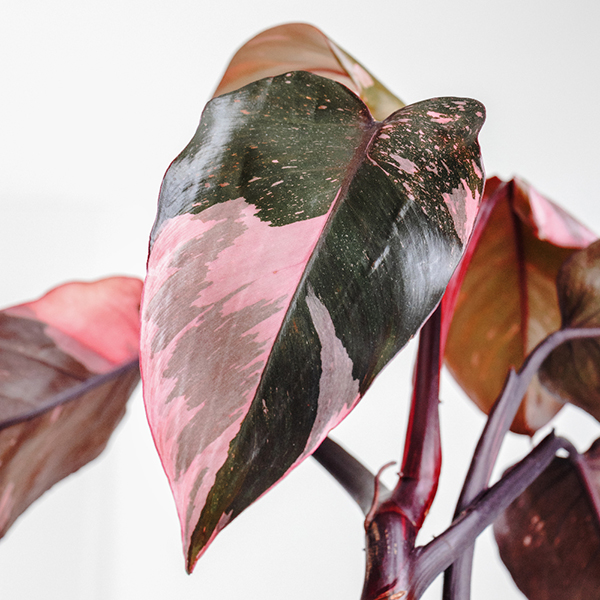 Philodendron erubescens 'Pink Princess' image