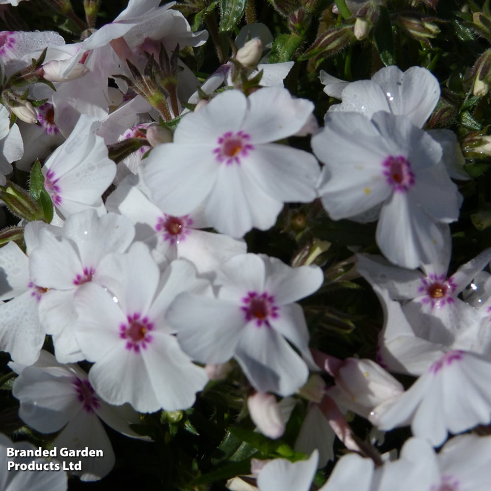 Phlox subulata 'Amazing Grace' image