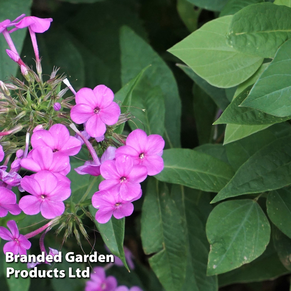 Phlox paniculata 'Blue Boy' image