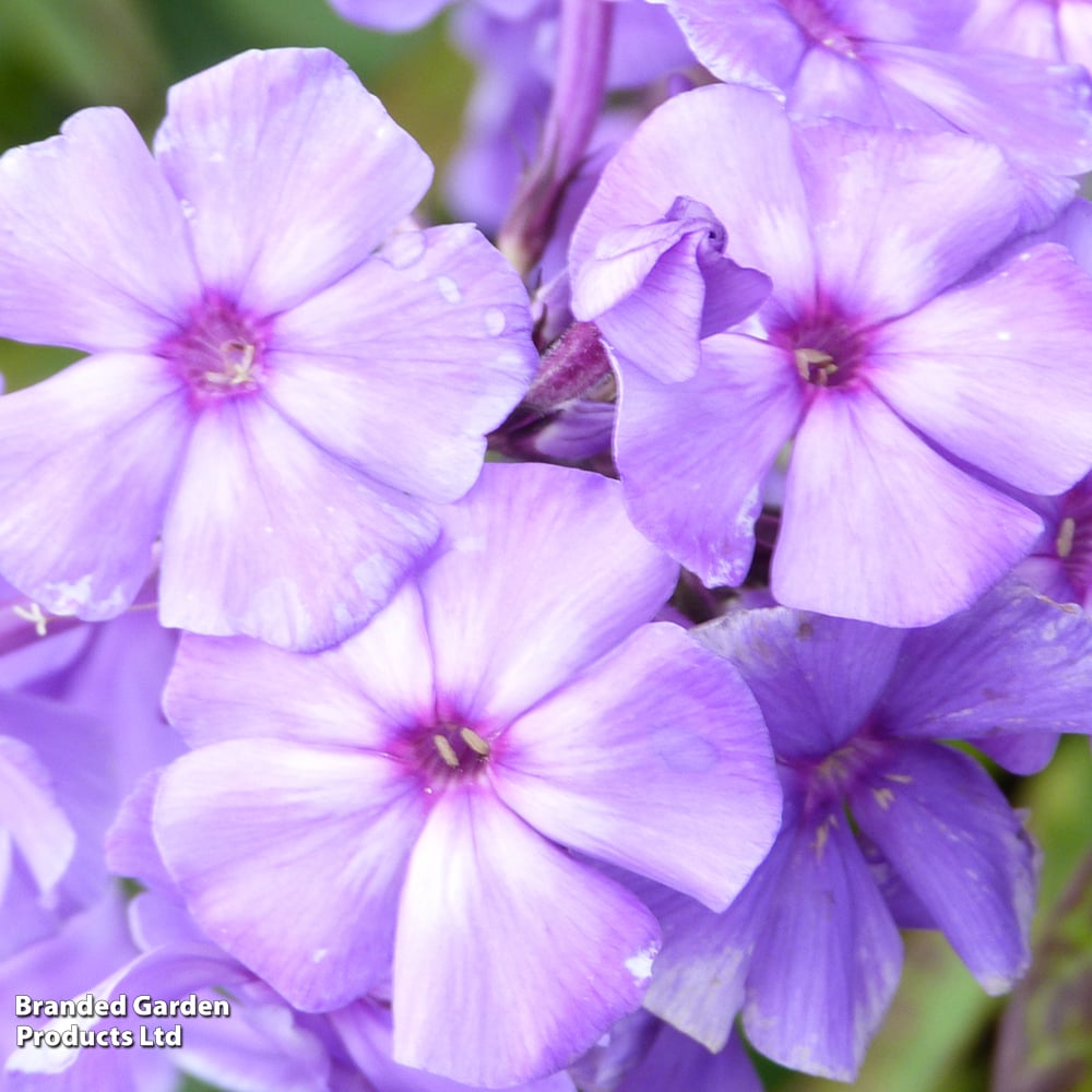 Phlox paniculata 'Blue Paradise' image