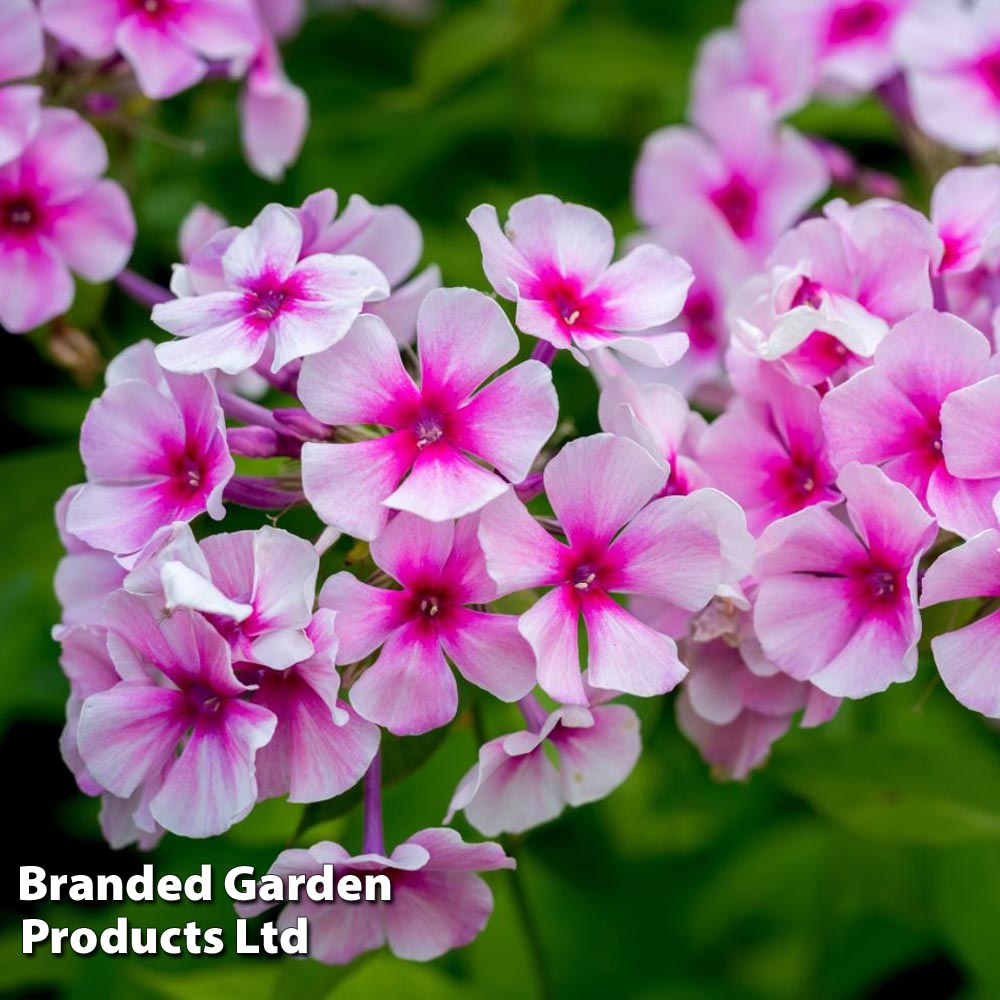 Phlox paniculata 'Bright Eyes' image