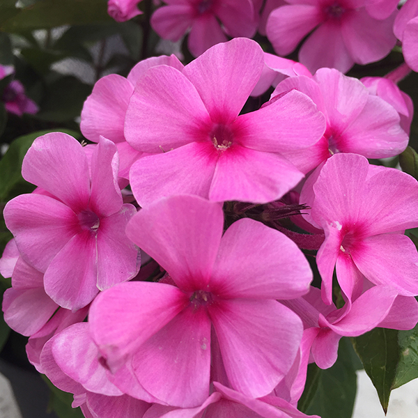 Phlox paniculata 'Famous Pink Dark Eye' image