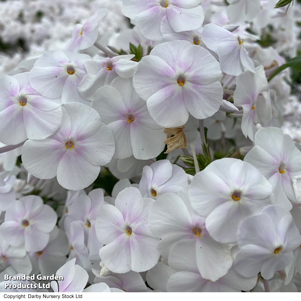 Phlox 'Fashionably Early? Crystal' image