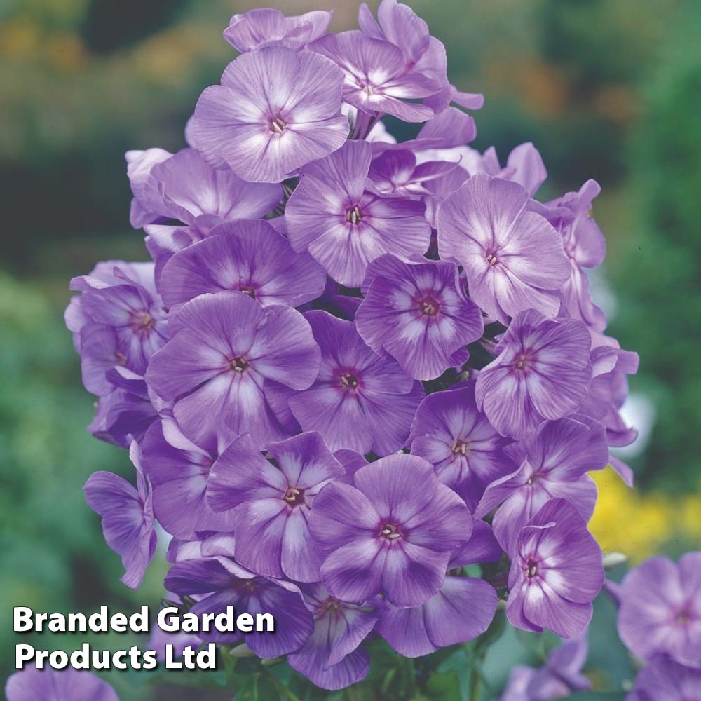 Phlox paniculata 'Laura' image