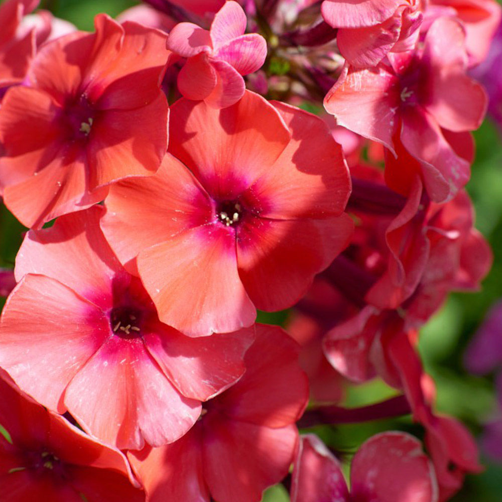 Phlox 'Orange Perfection' image