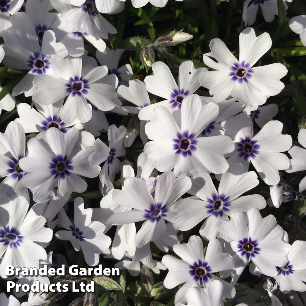 Phlox 'Pharao Blue Eye' image