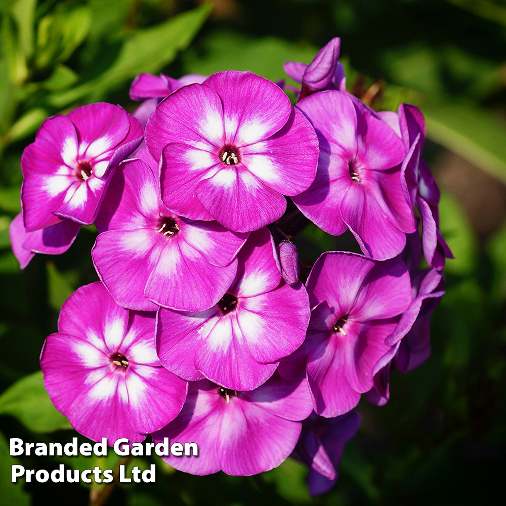 Phlox paniculata 'Purple Eye Flame' image