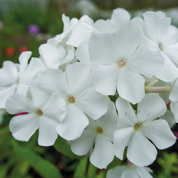 Phlox paniculata 'Rembrandt' image
