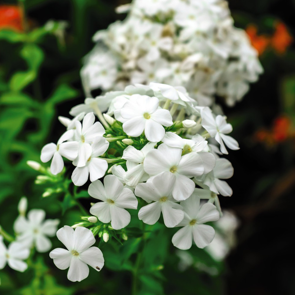 Phlox douglasii 'White Admiral' image