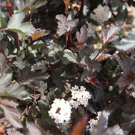 Physocarpus opulifolius 'Diabolo' image