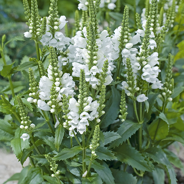 Physostegia virginiana 'Crystal Peak White' image