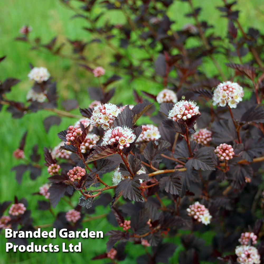 Physocarpus opulifolius 'Diabolo' image