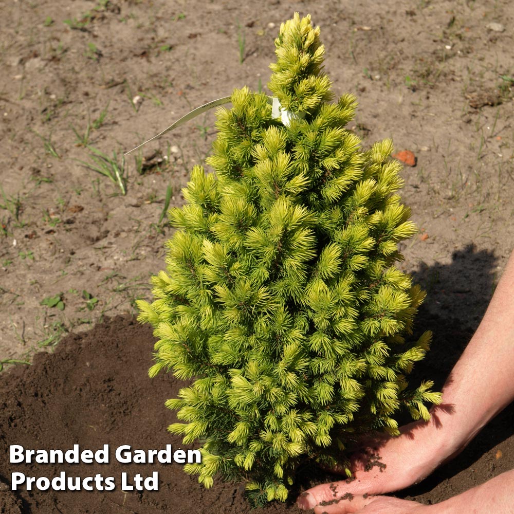 Picea glauca 'Biesenthaler Fruhling' image