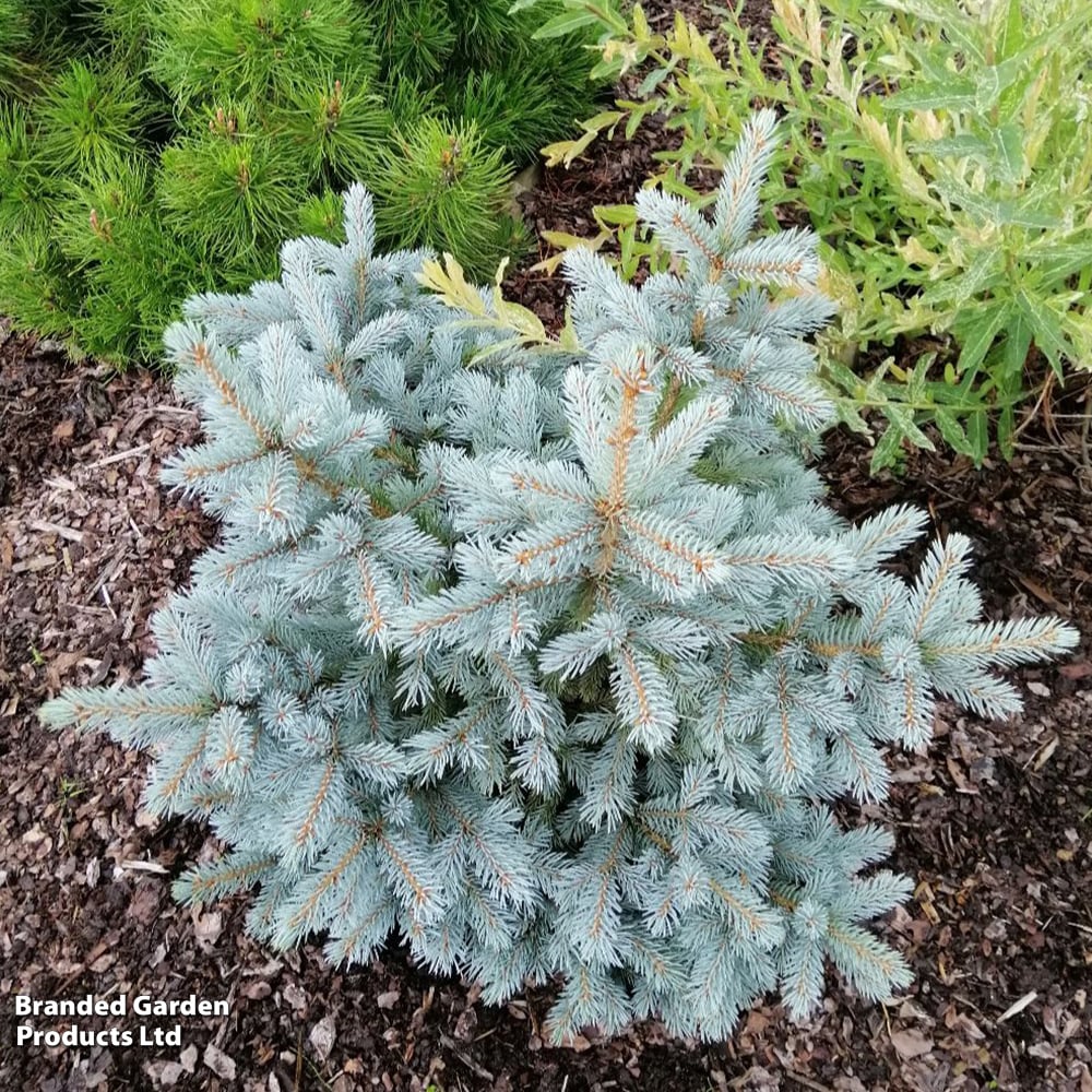 Picea pungens 'Super Blue Seedling' | Dobies