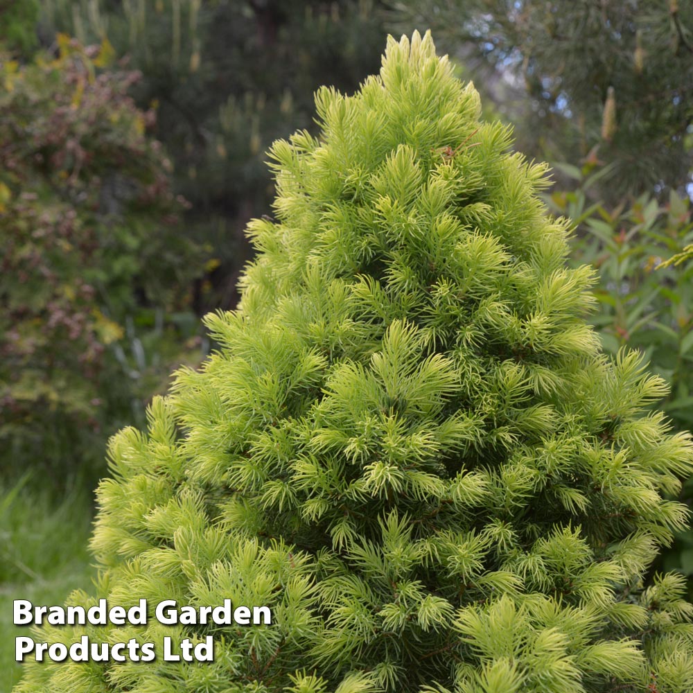 Picea glauca var. albertiana 'J.W. Daisy's White' image