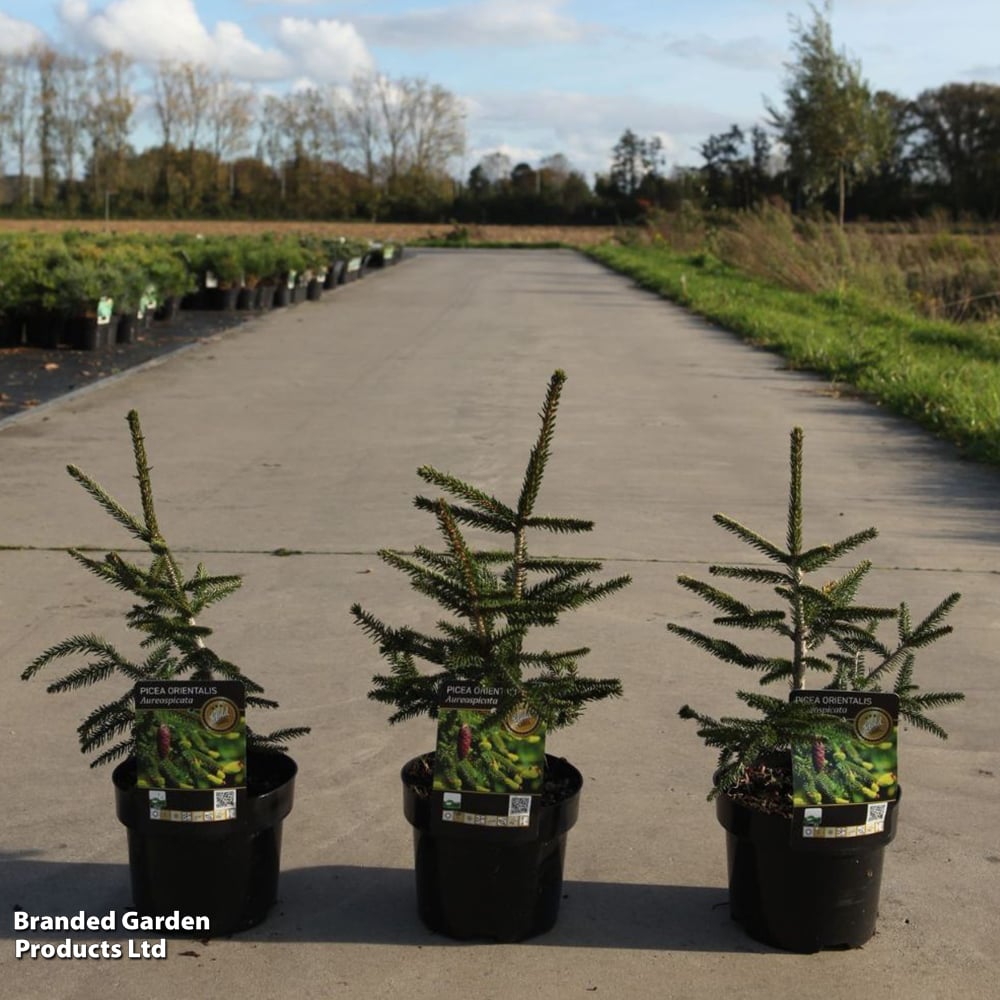 Picea orientalis 'Aureospicata' image