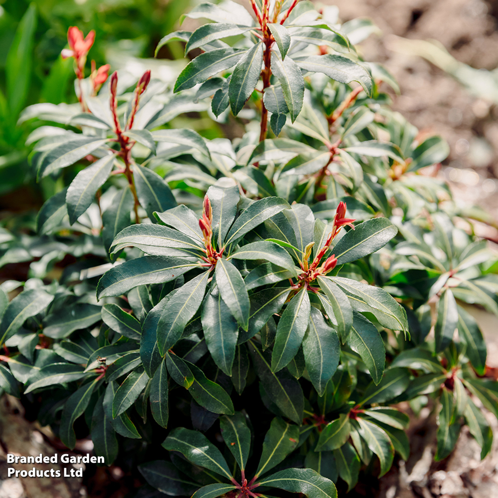 Pieris japonica 'Mountain Fire' image