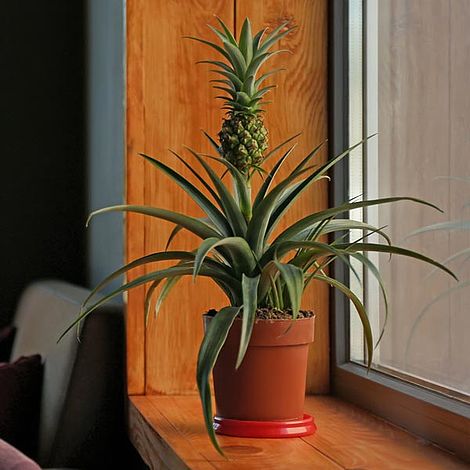 Houseplant Pineapple image