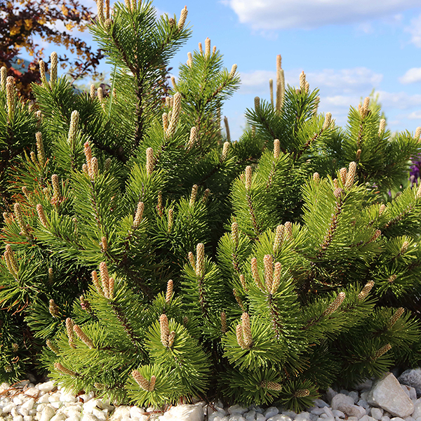 Pinus mugo 'Benjamin' image