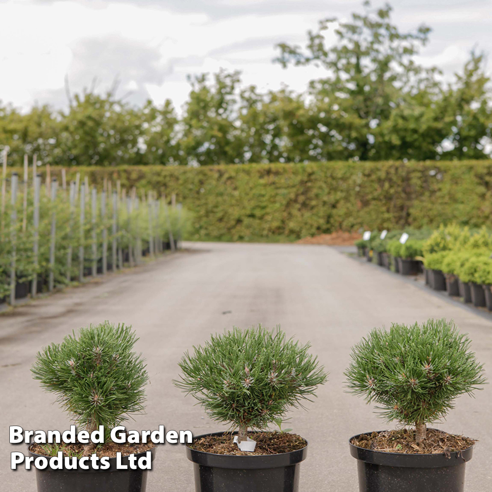 Pinus mugo subsp. uncinata 'Heideperle' at Dobies