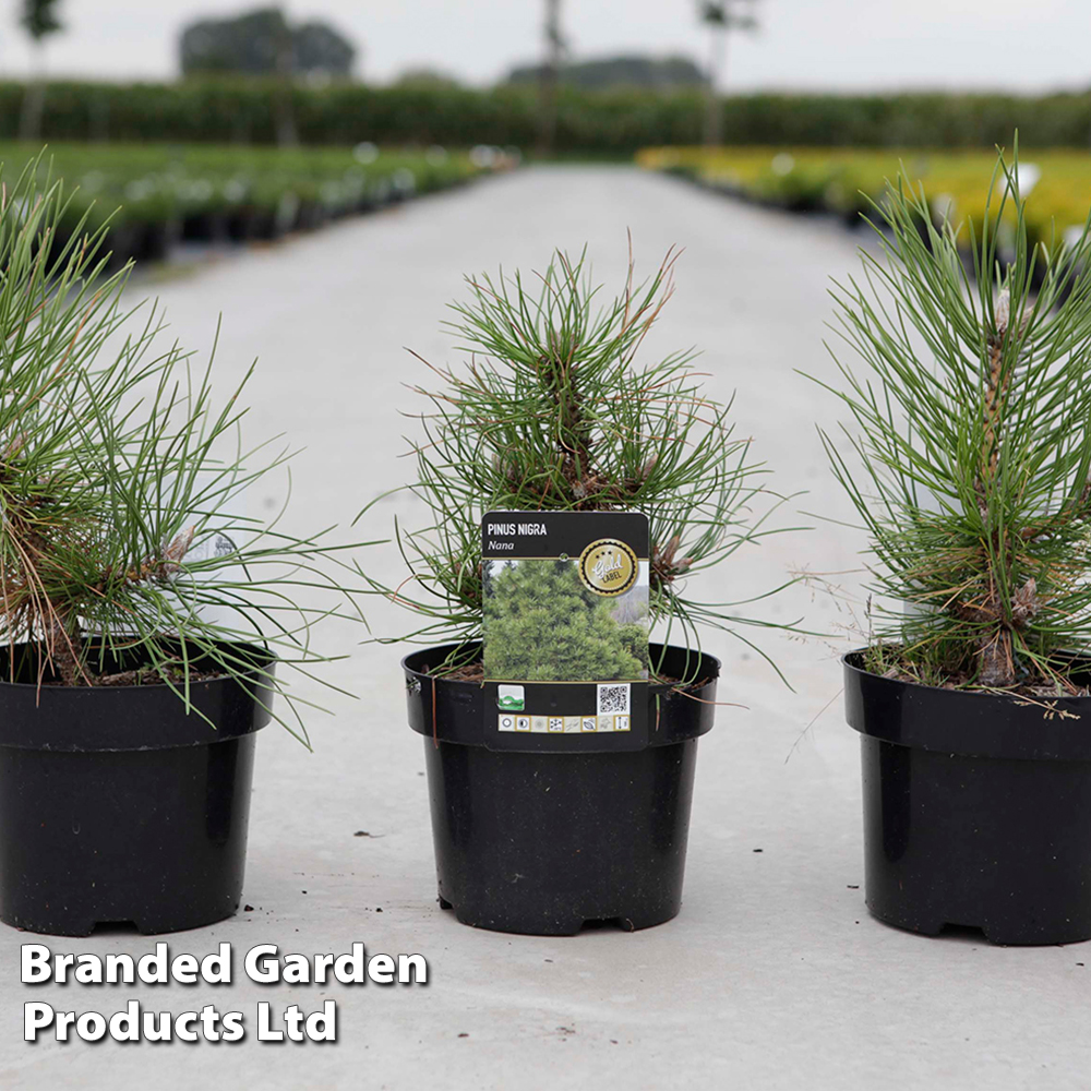 Pinus nigra 'Nana' at Dobies