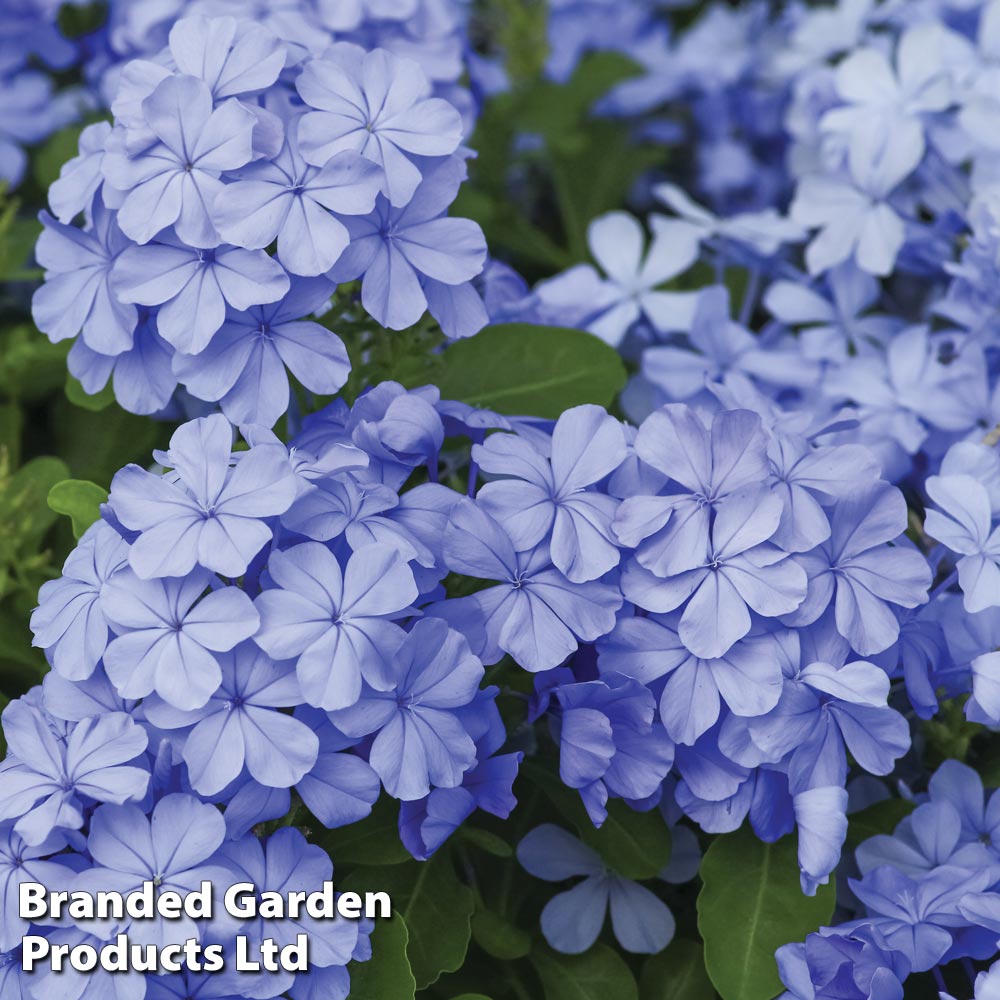 Image of Clematis plumbago companion plant