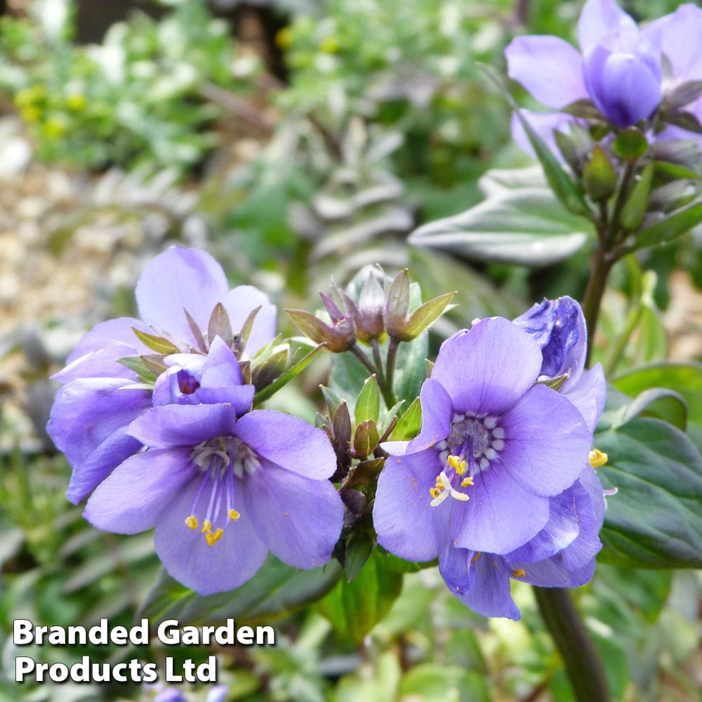 Polemonium yezoense 'Purple Rain' image