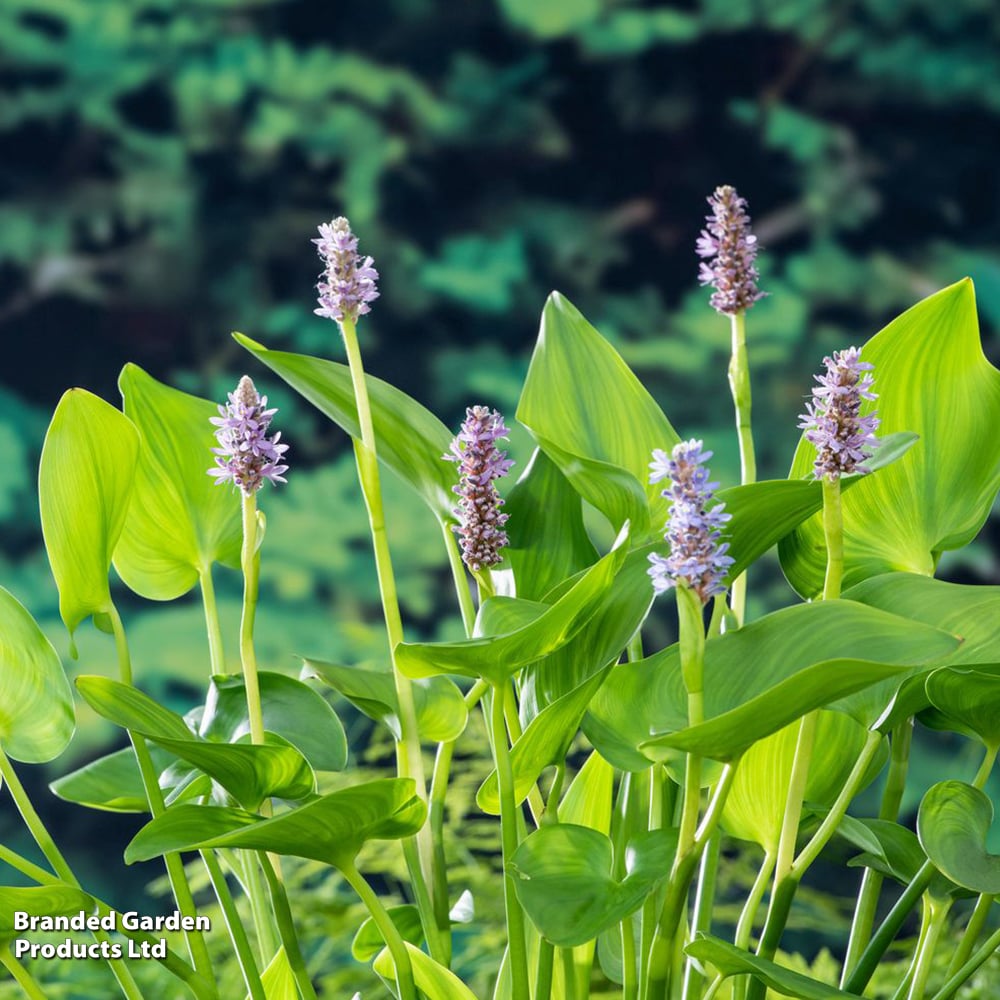 Pontederia cordata 'Pink Pons' (Marginal Aquatic) image