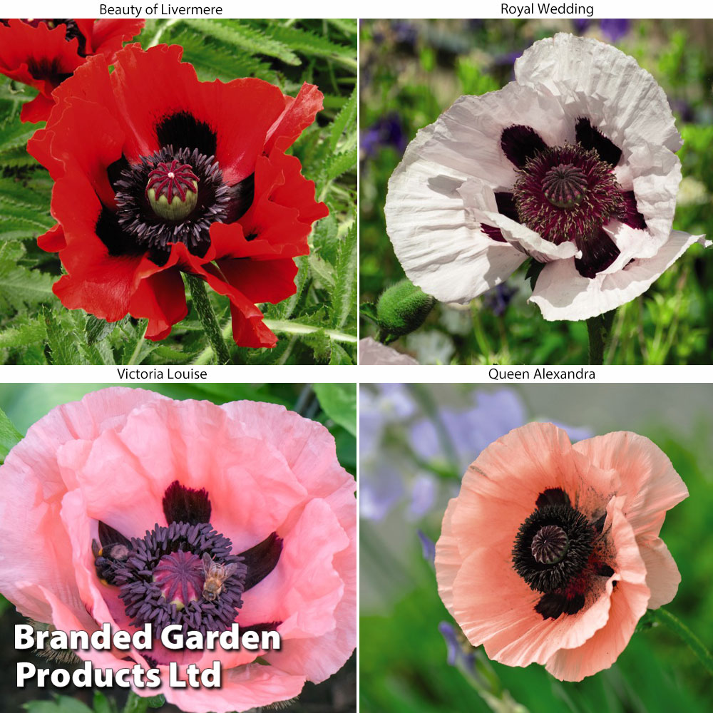 Poppy Oriental Collection image