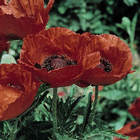 Poppy 'Allegro' image