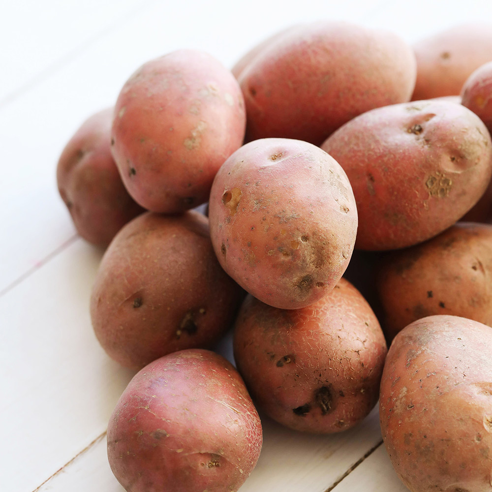 Potato Caledonian Rose image