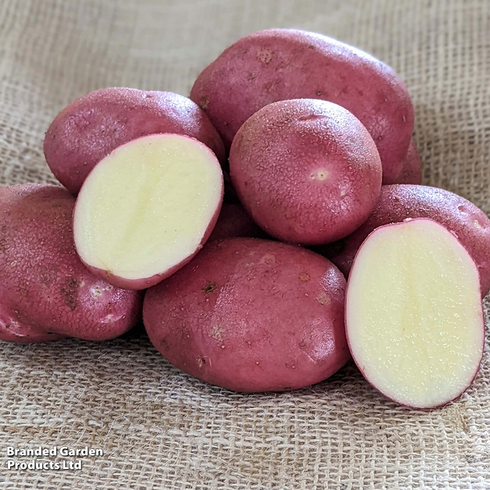 Potato 'Java' image