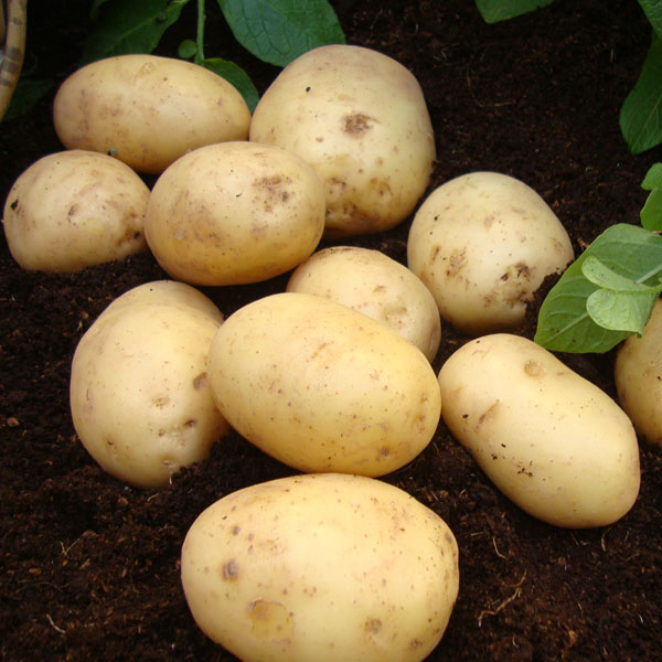 Potato 'Nadine' image
