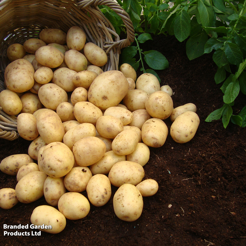 Potato 'Nadine' image