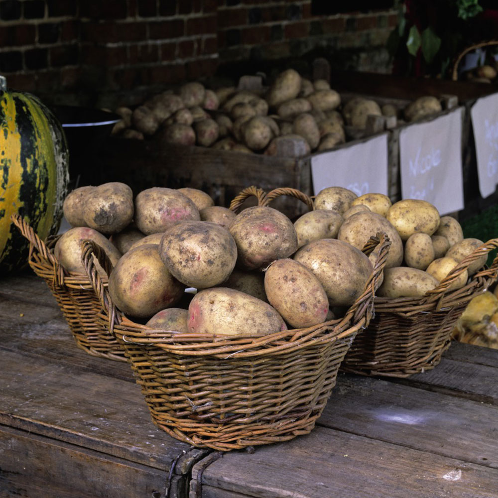 Potato 'Picasso' image