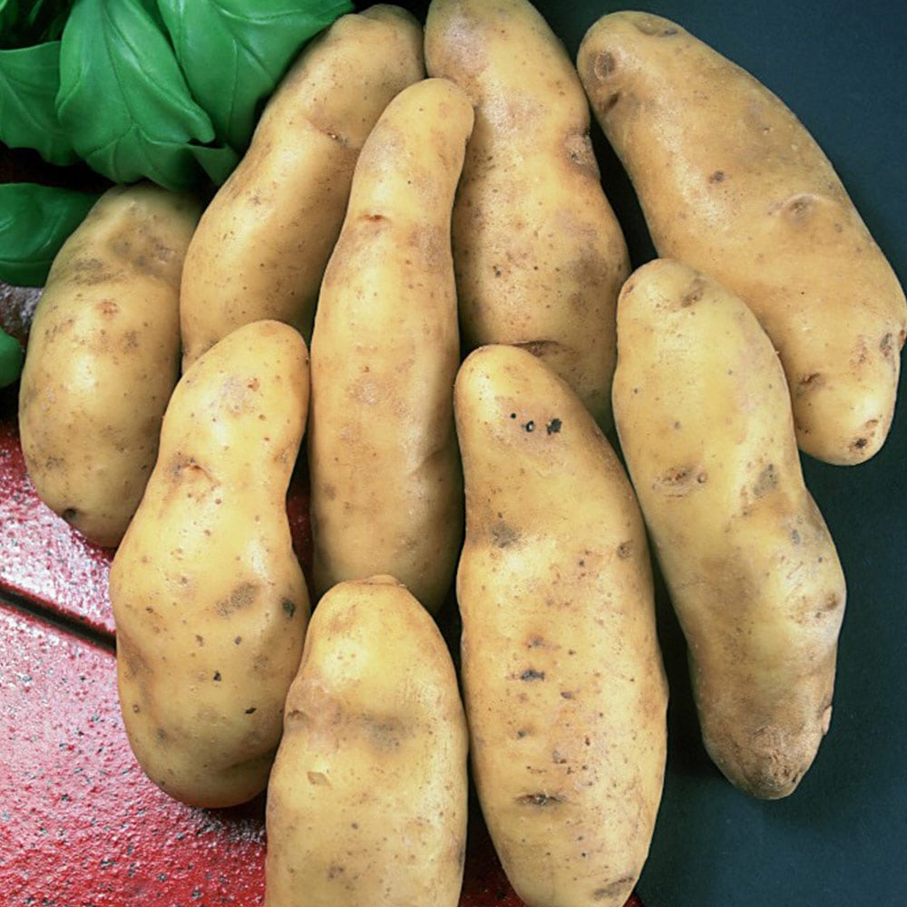 Potato Ratte | Dobies