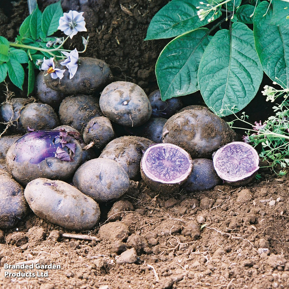 Potato 'Salad Blue' image