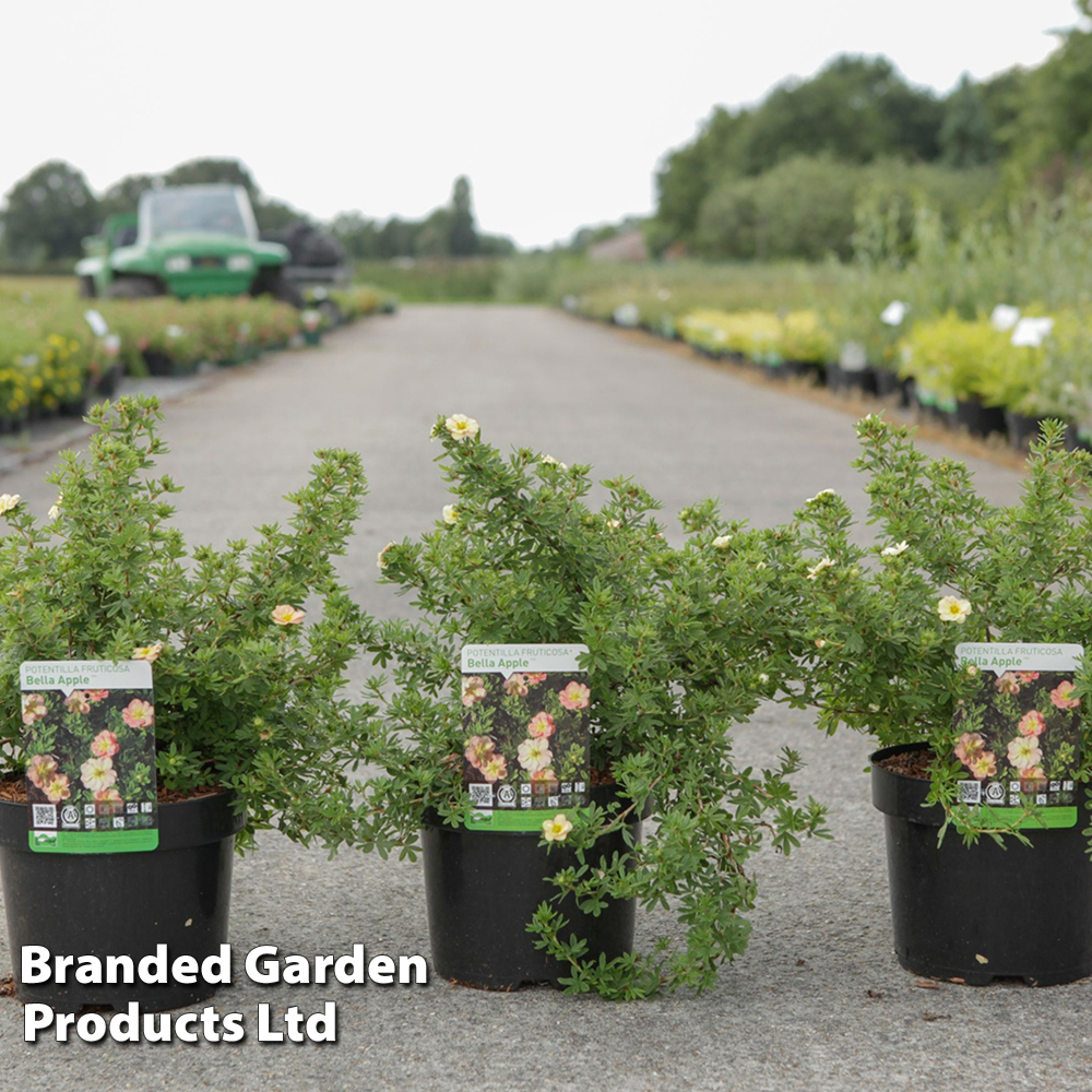 Potentilla fruticosa 'Bella Apple' image