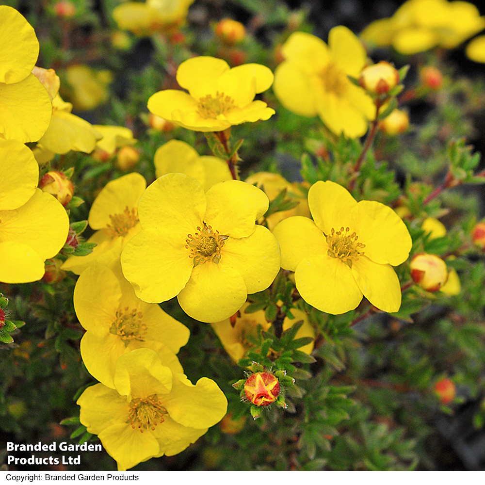 Potentilla fruticosa 'Kobold' image