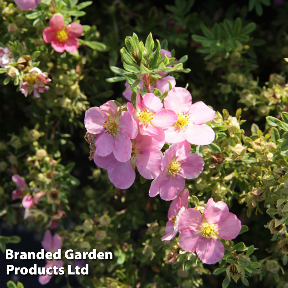 Potentilla fruticosa 'Lovely Pink' image