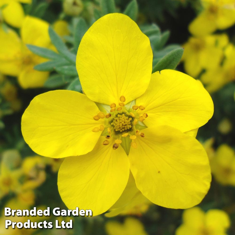 Potentilla fruiticosa image