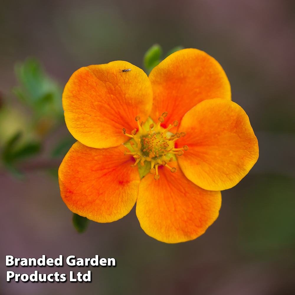Potentilla fruticosa 'Hopleys Orange' image