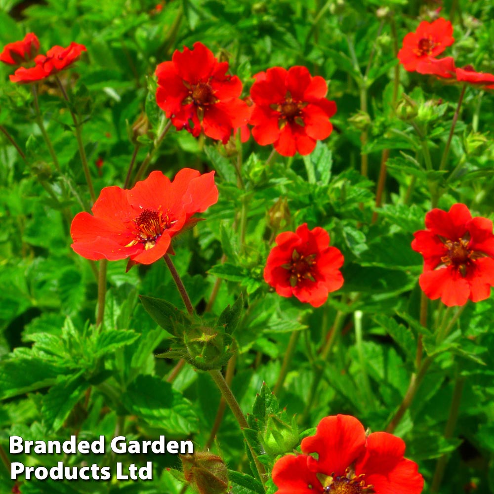 Potentilla atrosanguinea var. argyrophylla 'Scarlet Starlit' image