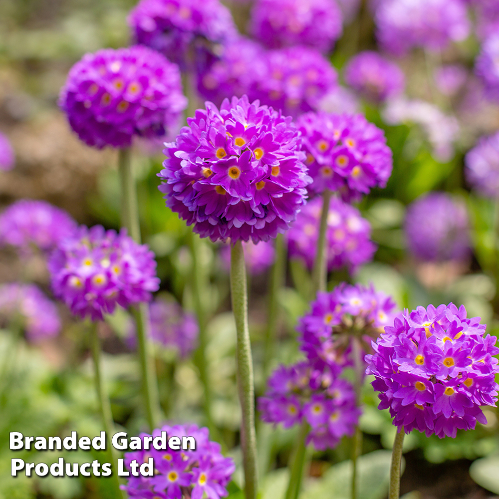 Primula denticulata 'Blue' image