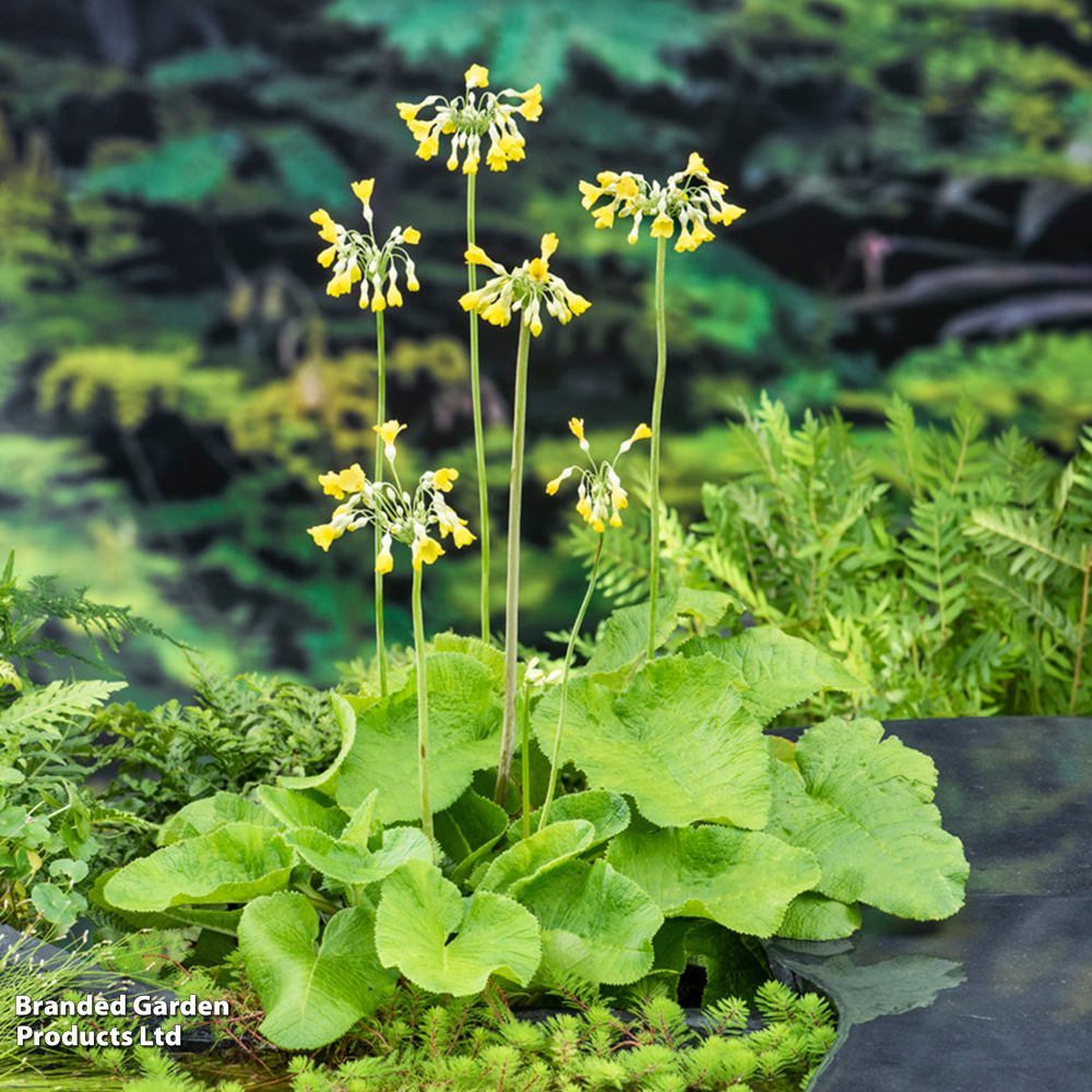 Primula florindae (Marginal Aquatic) image