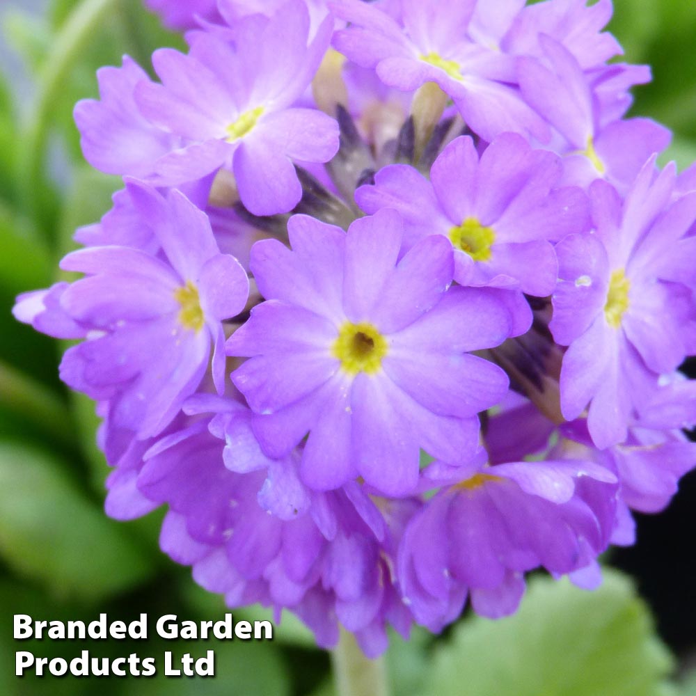 Primula denticulata 'Lilac' image