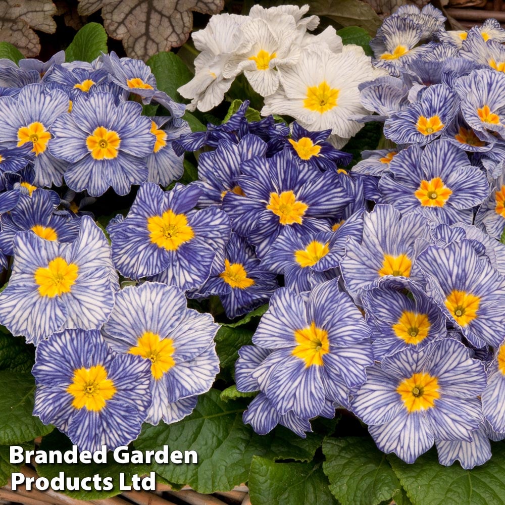 Primrose 'Moonstone Mix' image