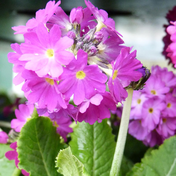 Primula denticulata 'Red' image