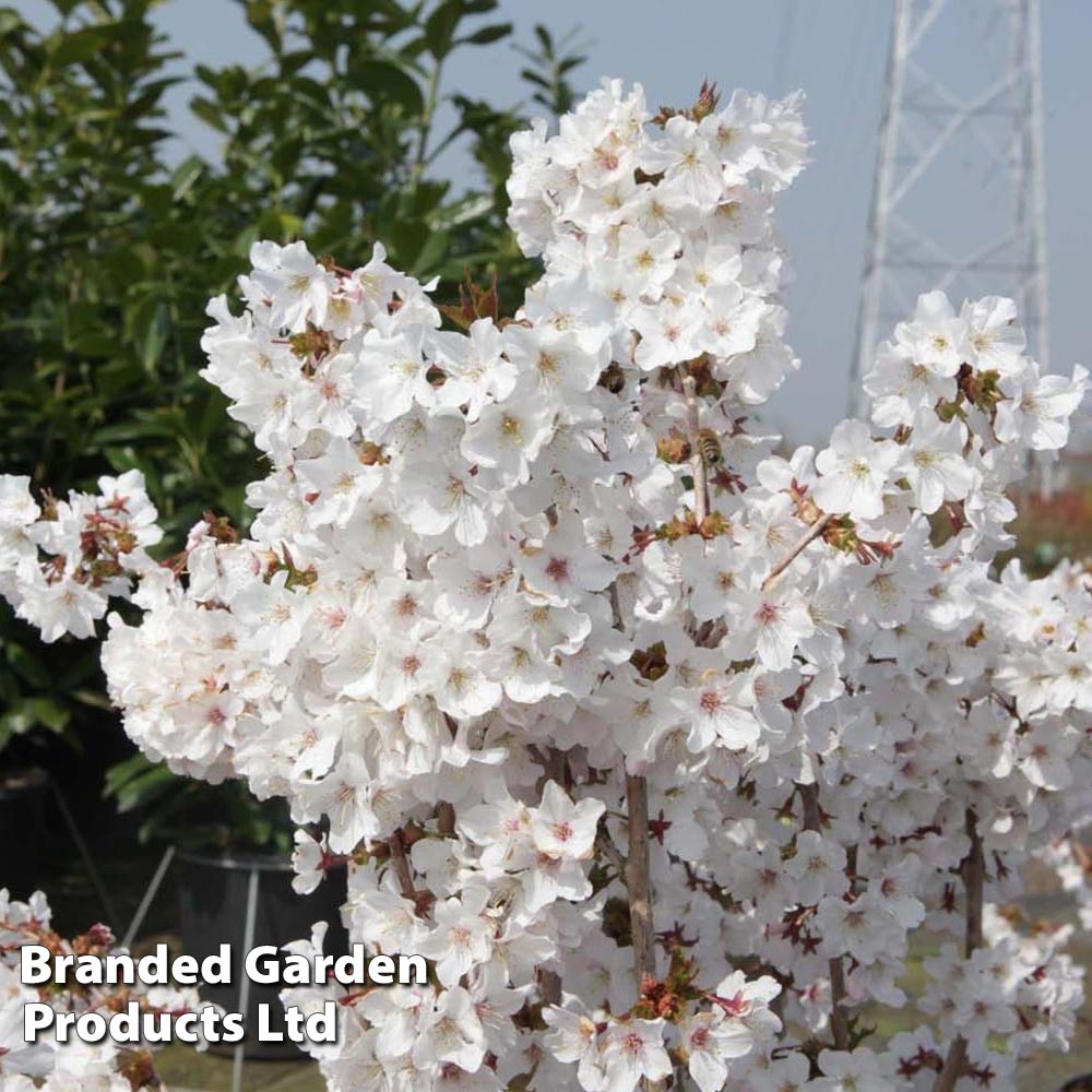 Prunus nipponica 'Brilliant' image